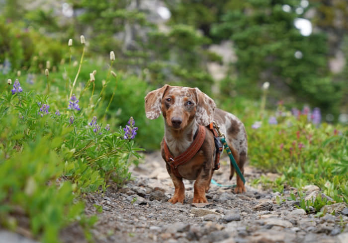 What Does Hiking Mean? How Is It Different Than Walking?